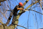 espaces_paysagers_elagage_soin_des_arbres_taille.jpg