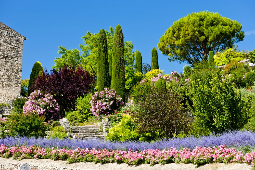 Jardin méditerranéen aménagé avec massifs de lavande, plantes fleuries roses, cyprès élancés et pin parasol