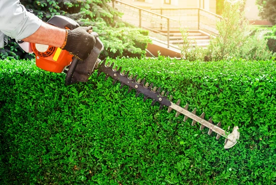 Ciseaux à essence de jardin, brousse verte coupée, haie