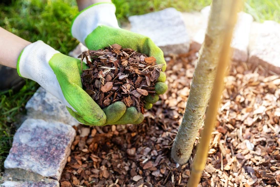 Jardinage extérieur avec personne portant gants verts tenant copeaux de bois pour paillis autour d'un jeune arbre
