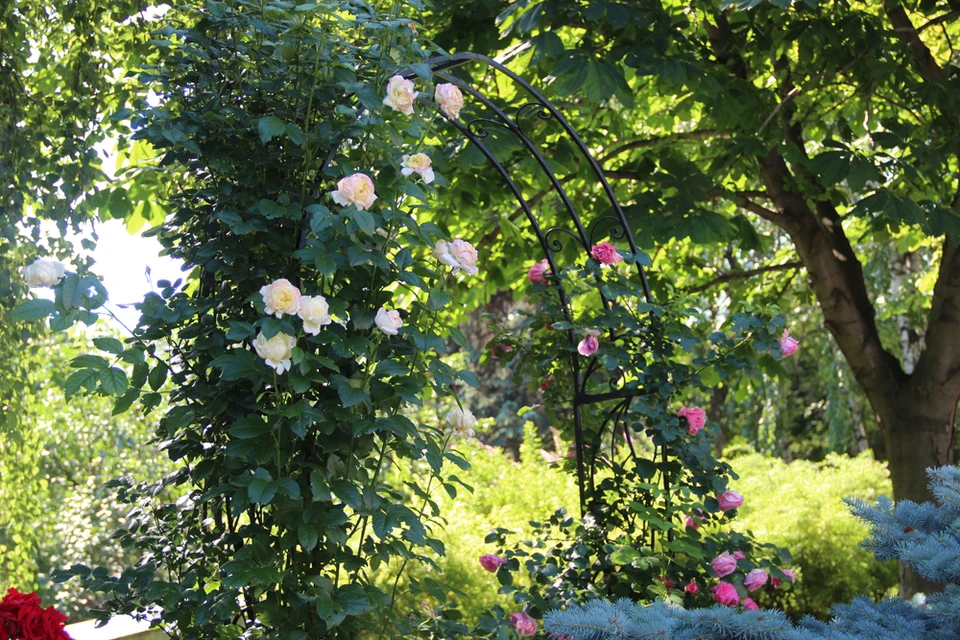 Jardin extérieur avec pergola fleurie créant un tunnel végétal coloré