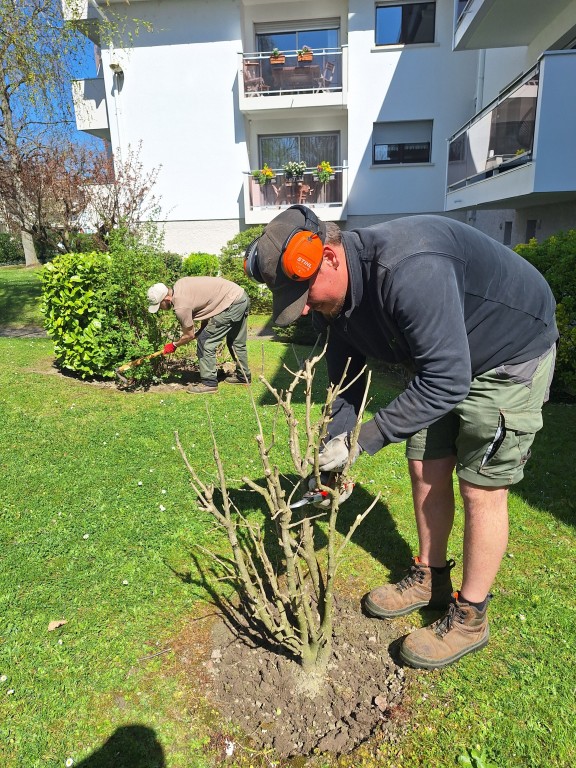 Taille des haies et arbustes au printemps sur Molsheim, Oberhausbergen et Pfulgriesheim : les bons gestes pour un jardin en pleine forme