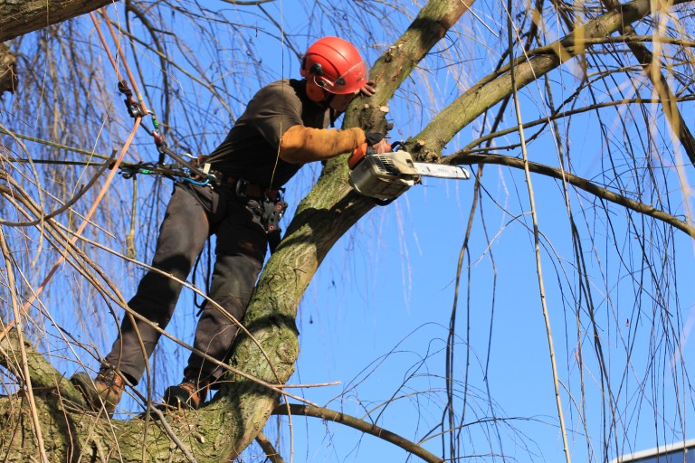 Elagage - soin des arbres