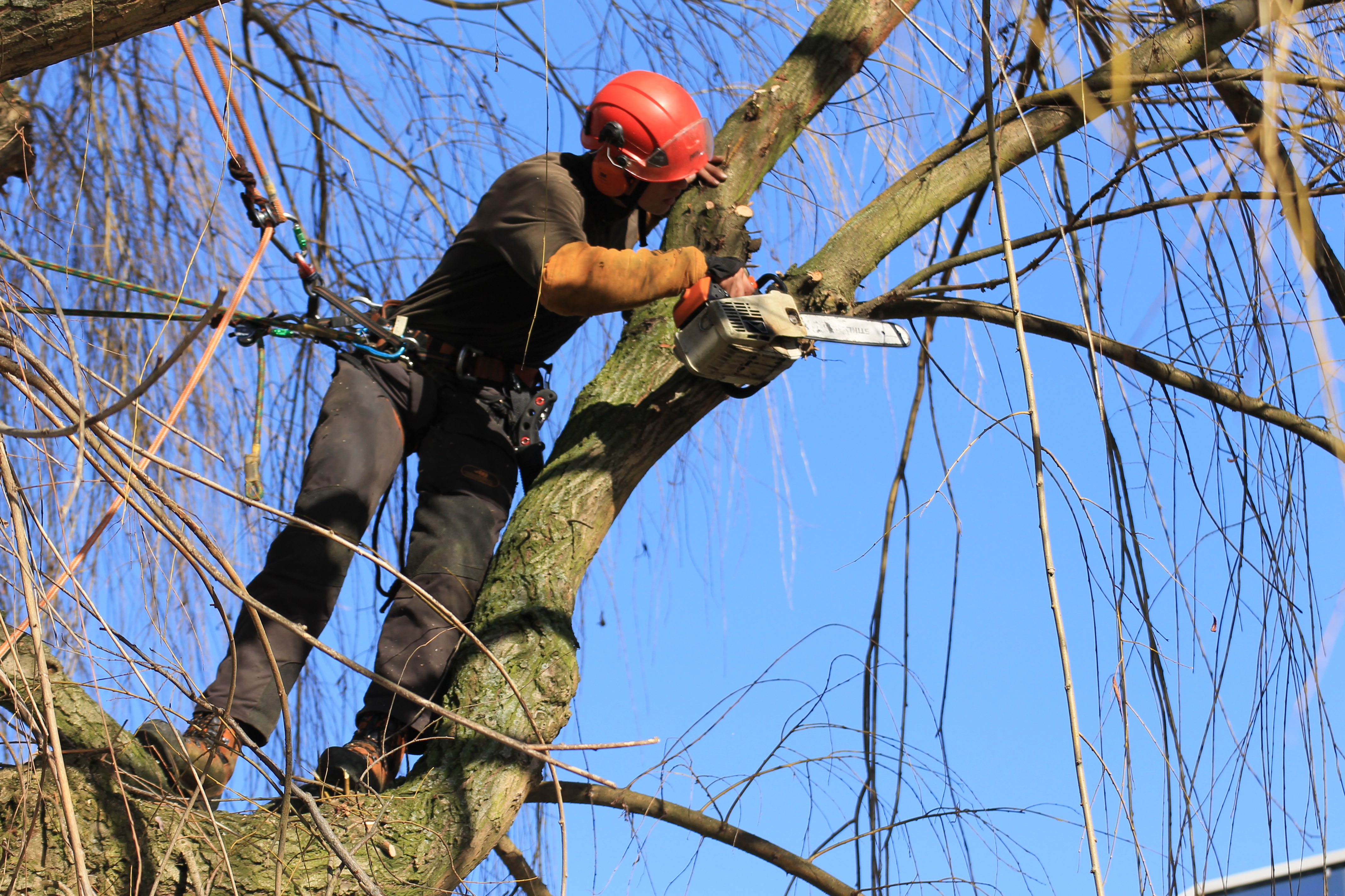 Elagage - soin des arbres